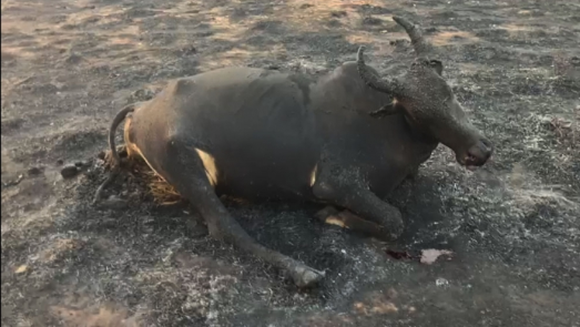 Imagem de compartilhamento para o artigo Incêndio destruiu 700 hectares de pasto e matou animais em Alcinópolis da MS Todo dia